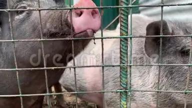 三只可爱的<strong>黑猪</strong>坐在笼子的金属栅栏后面，乞求食物，滑稽的鼻子闭上了